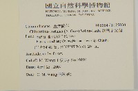 絲穗金粟蘭藏品圖，第2張