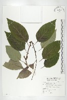 山柿, 山豆柿藏品圖，第1張