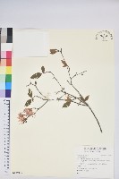 登錄號:S125035藏品圖，第1張