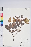 臺灣馬醉木藏品圖，第1張