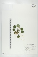 倒卵葉裂緣花藏品圖，第1張