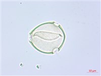 阿里山水晶蘭藏品圖，第1張