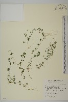 阿里山卷耳藏品圖，第1張