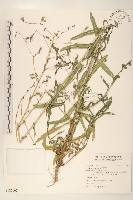 刺萵苣藏品圖，第1張