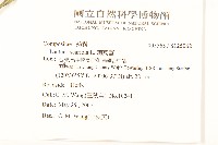 刺萵苣藏品圖，第2張