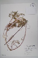 平伏莖白花菜、成功白花菜藏品圖，第1張