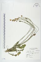 貓兒菊藏品圖，第1張