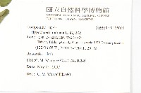 貓兒菊藏品圖，第2張