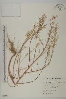 小葉藜藏品圖，第1張