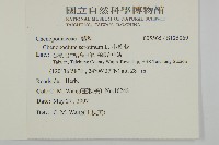 小葉藜藏品圖，第2張