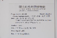 平伏莖白花菜、成功白花菜藏品圖，第2張