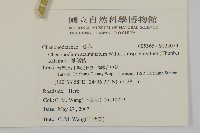 變葉藜藏品圖，第2張