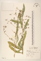 刺萵苣藏品圖，第1張