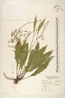 刀傷草藏品圖，第1張