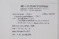 下花細辛藏品圖，第2張