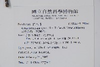 臺灣赤楊、臺灣榿木藏品圖，第2張