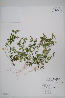 爵床藏品圖，第1張