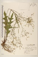 刀傷草藏品圖，第1張