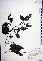 光果龍葵藏品圖，第1張