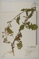 裂葉艾納香藏品圖，第1張