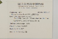 裂葉艾納香藏品圖，第2張