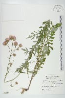 泥胡菜藏品圖，第1張