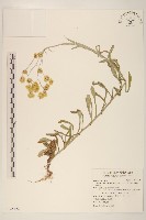 鼠麴草藏品圖，第1張