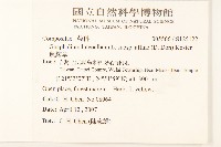 鼠麴草藏品圖，第2張