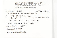 臺灣假山葵藏品圖，第2張