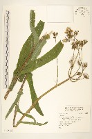 登錄號:S125129藏品圖，第1張