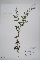 盾果草藏品圖，第1張