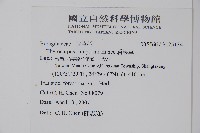 盾果草藏品圖，第2張