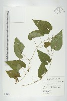 斑花青牛膽藏品圖，第1張