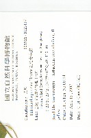 斑花青牛膽藏品圖，第2張