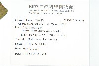 盒果藤藏品圖，第2張