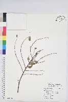 登錄號:S125144藏品圖，第1張