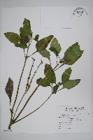 狗尾草藏品圖，第1張