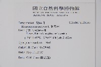 狗尾草藏品圖，第2張