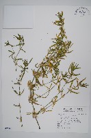 節節花藏品圖，第1張