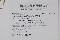 節節花藏品圖，第2張