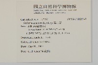 鵝兒腸藏品圖，第2張