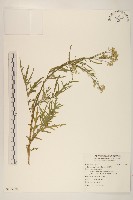 銀膠菊藏品圖，第1張