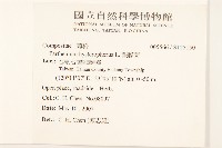 銀膠菊藏品圖，第2張