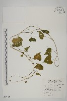 野牽牛藏品圖，第1張