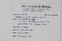 假海馬齒藏品圖，第2張