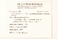 紫背草藏品圖，第2張