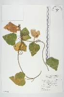 盒果藤藏品圖，第1張