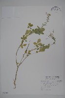 平伏莖白花菜、成功白花菜藏品圖，第1張