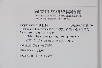 平伏莖白花菜、成功白花菜藏品圖，第2張