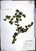 烏柑仔藏品圖，第1張